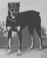 Alarich v. Thüringen