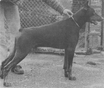Manfred Lerner - A Real Dog Man (part 3.)